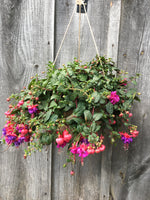 Load image into Gallery viewer, Fuchsia Hanging Basket
