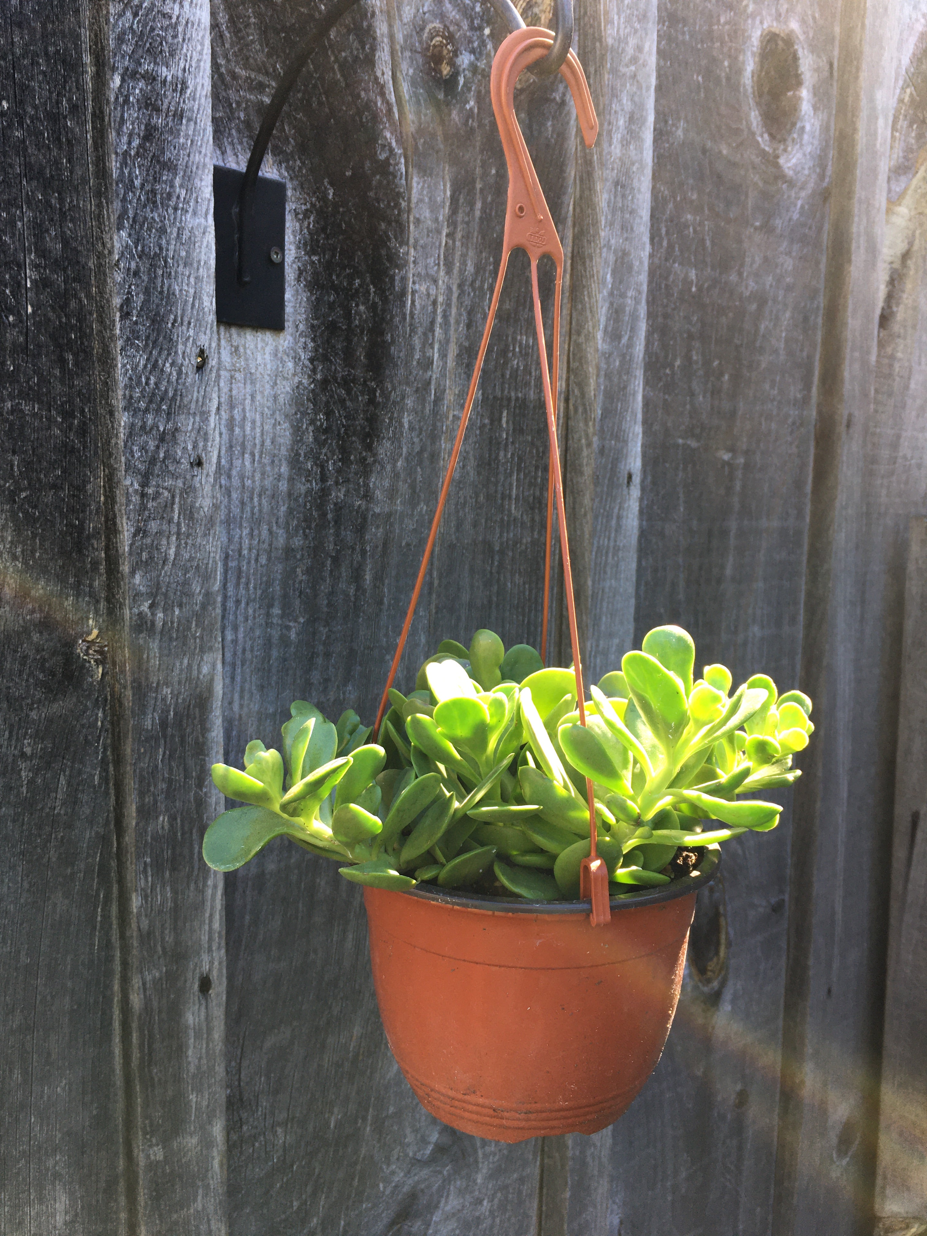 Jade Hanging Basket