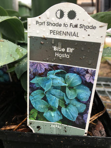 Hosta - Blue Elf (1 Gallon)