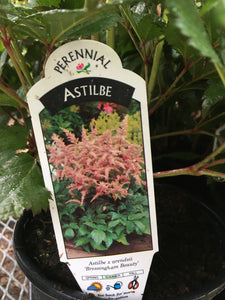 Astilbe - Bressingham Beauty (1 Gallon)