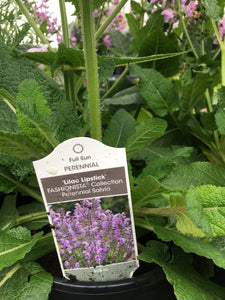 Salvia - Lilac Lipstick (1 Gallon)