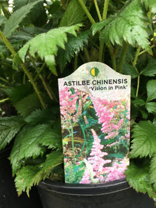 Astilbe - Vision in Pink (1 Gallon)