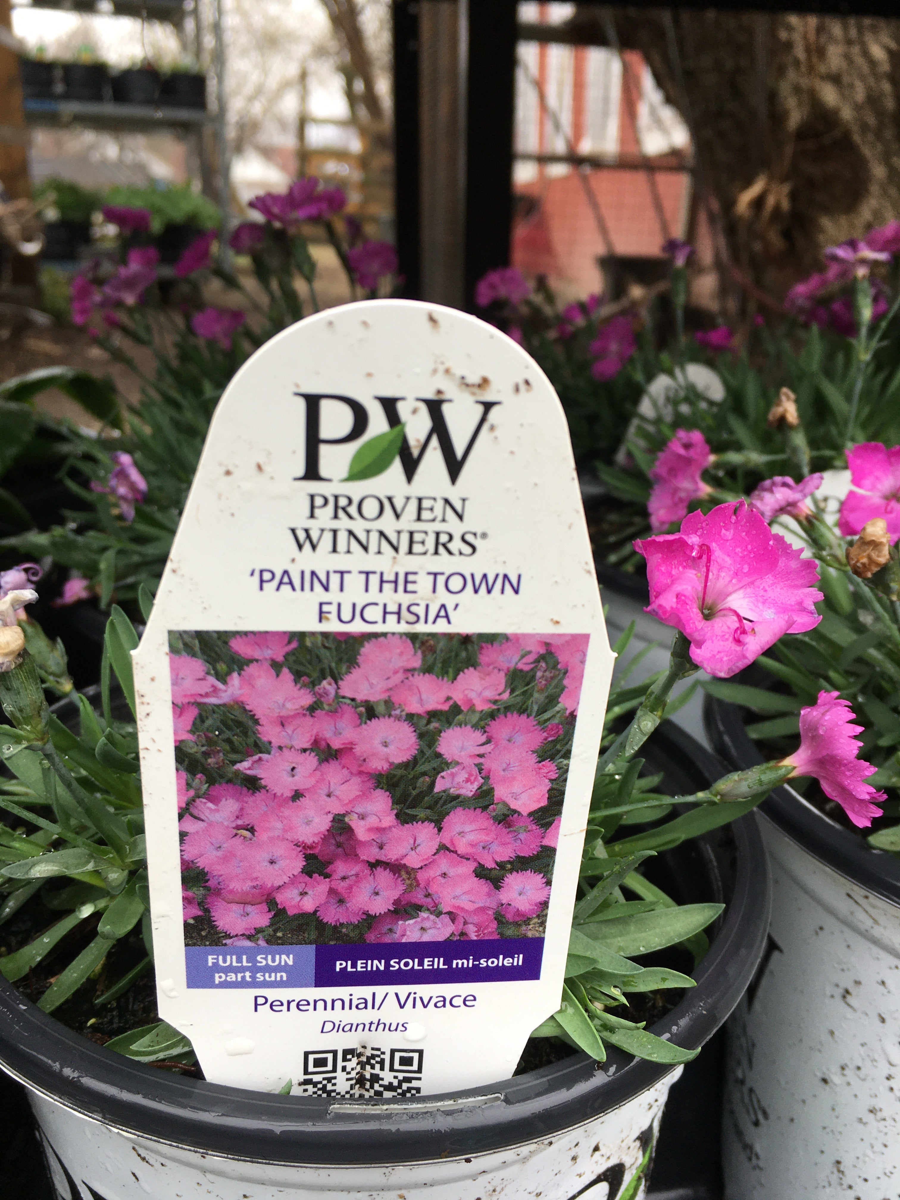 Dianthus (PW) - Paint the Town Fuchsia (1 Gallon)