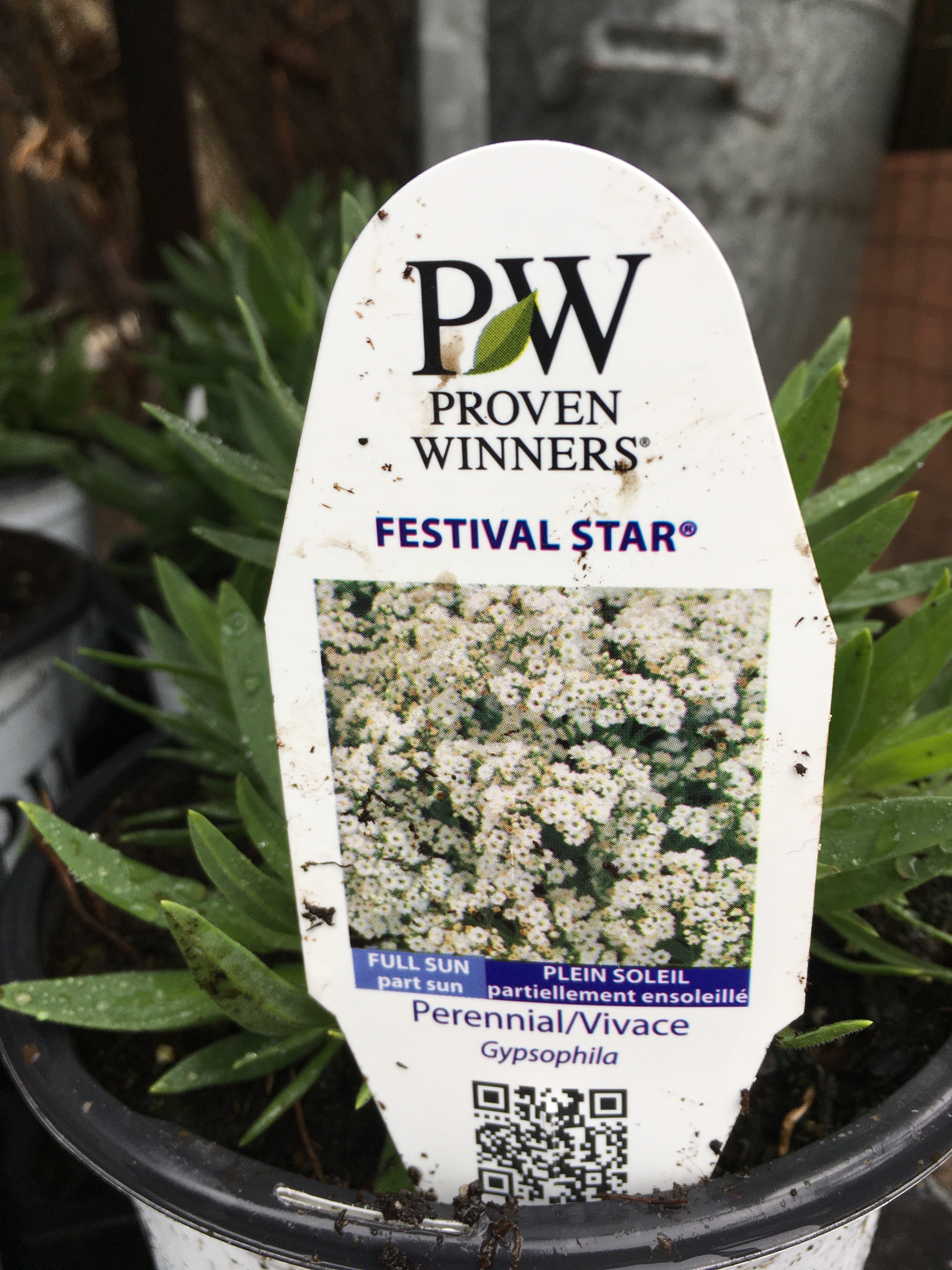 Gypsophila (PW) - Festival Star (1 Gallon)