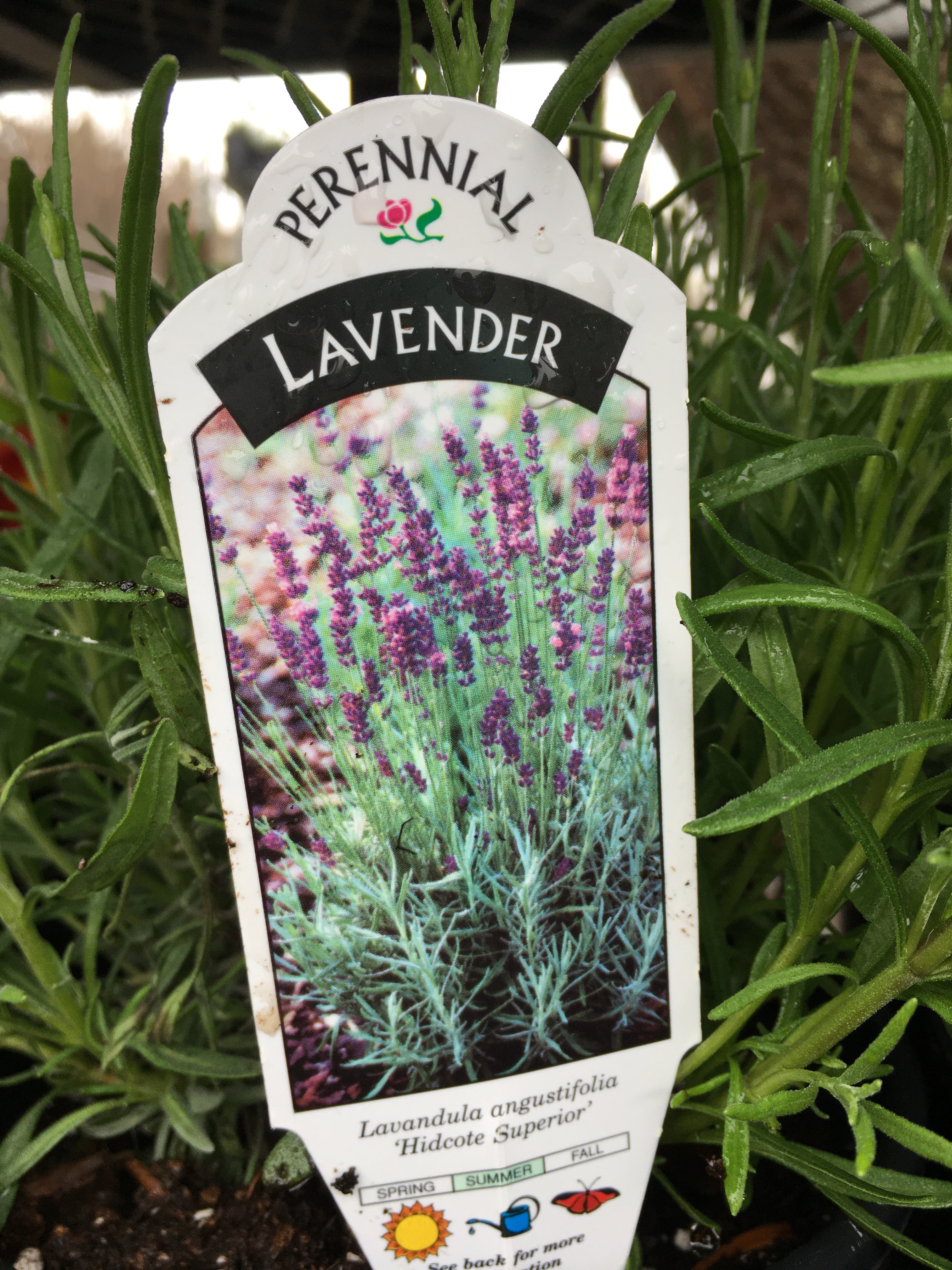 Lavender - Hidcote Superior (1 Gallon)