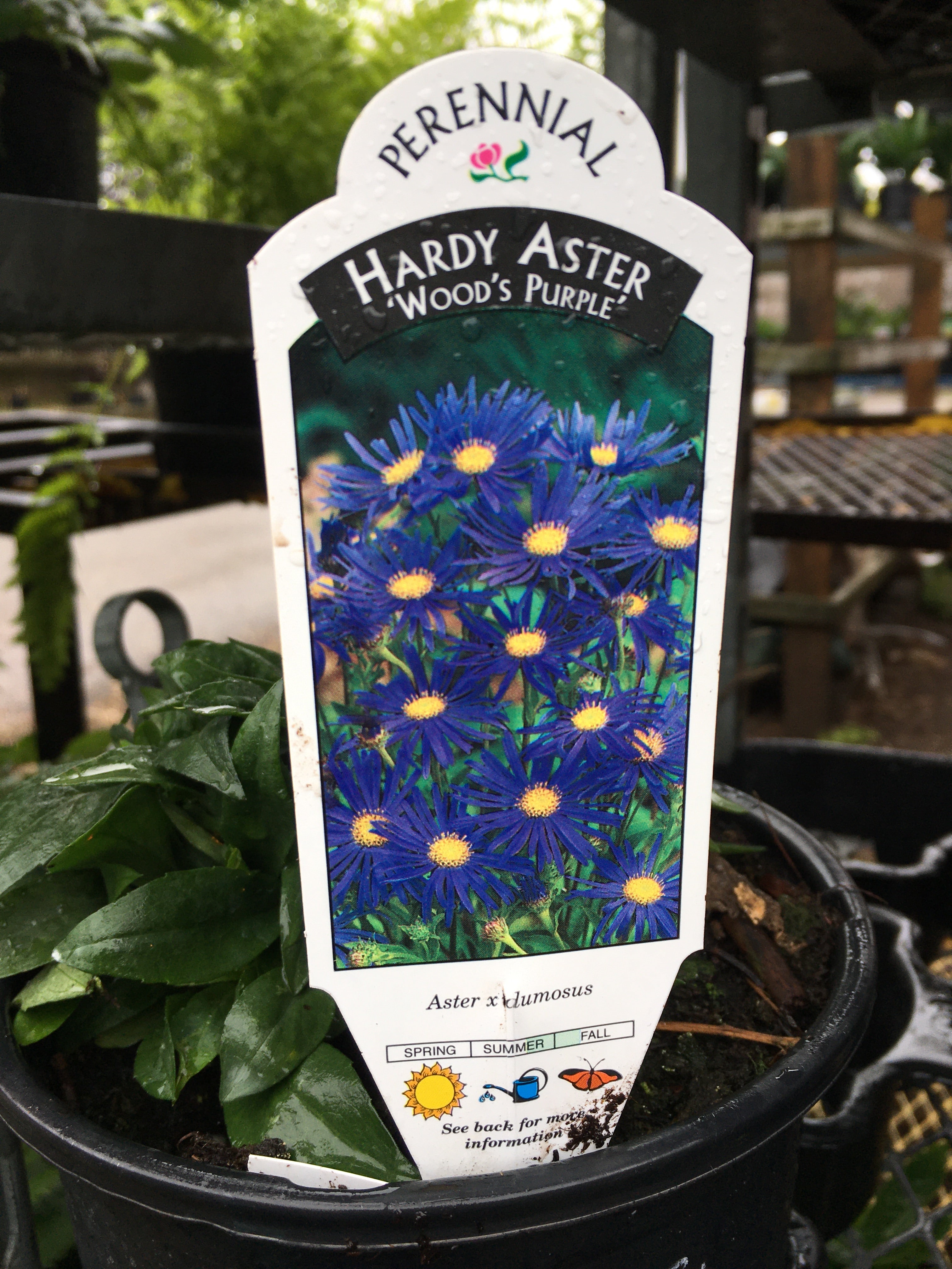 Hardy Aster - Wood's Purple (1 Gallon)