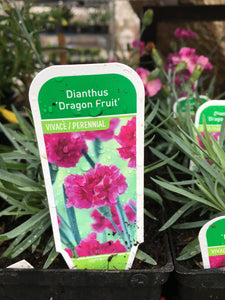 Dianthus - Dragon Fruit (5 inch)