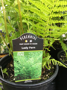Athyrium - Lady Fern (1 Gallon)