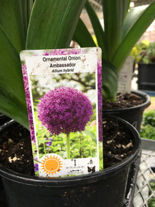 Allium (Ornamental Onion) - Ambassador (1 Gallon)