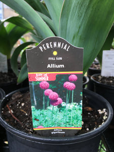 Allium giganteum (Ornamental Onion)