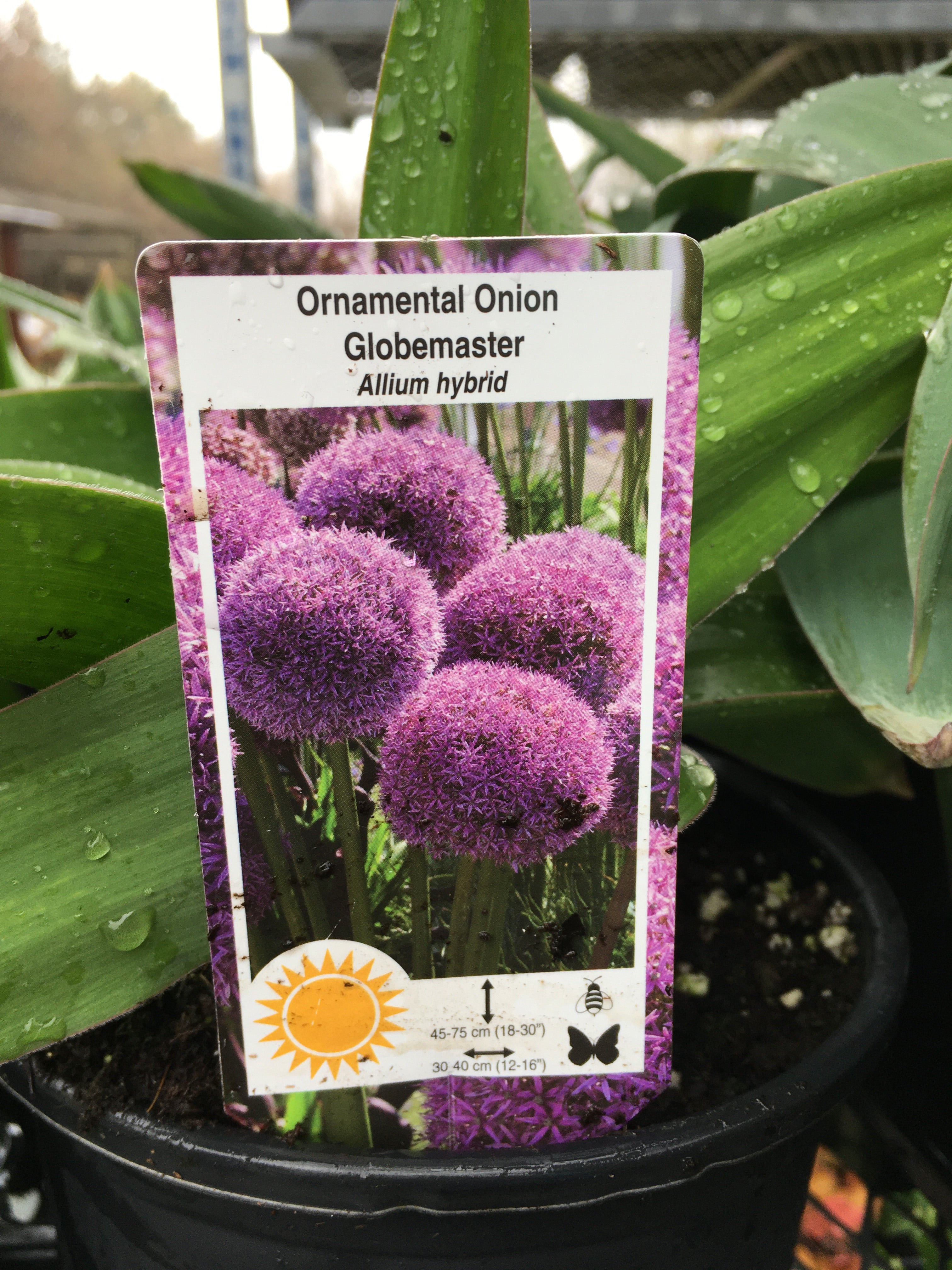 Allium (Ornamental Onion) - Globemaster