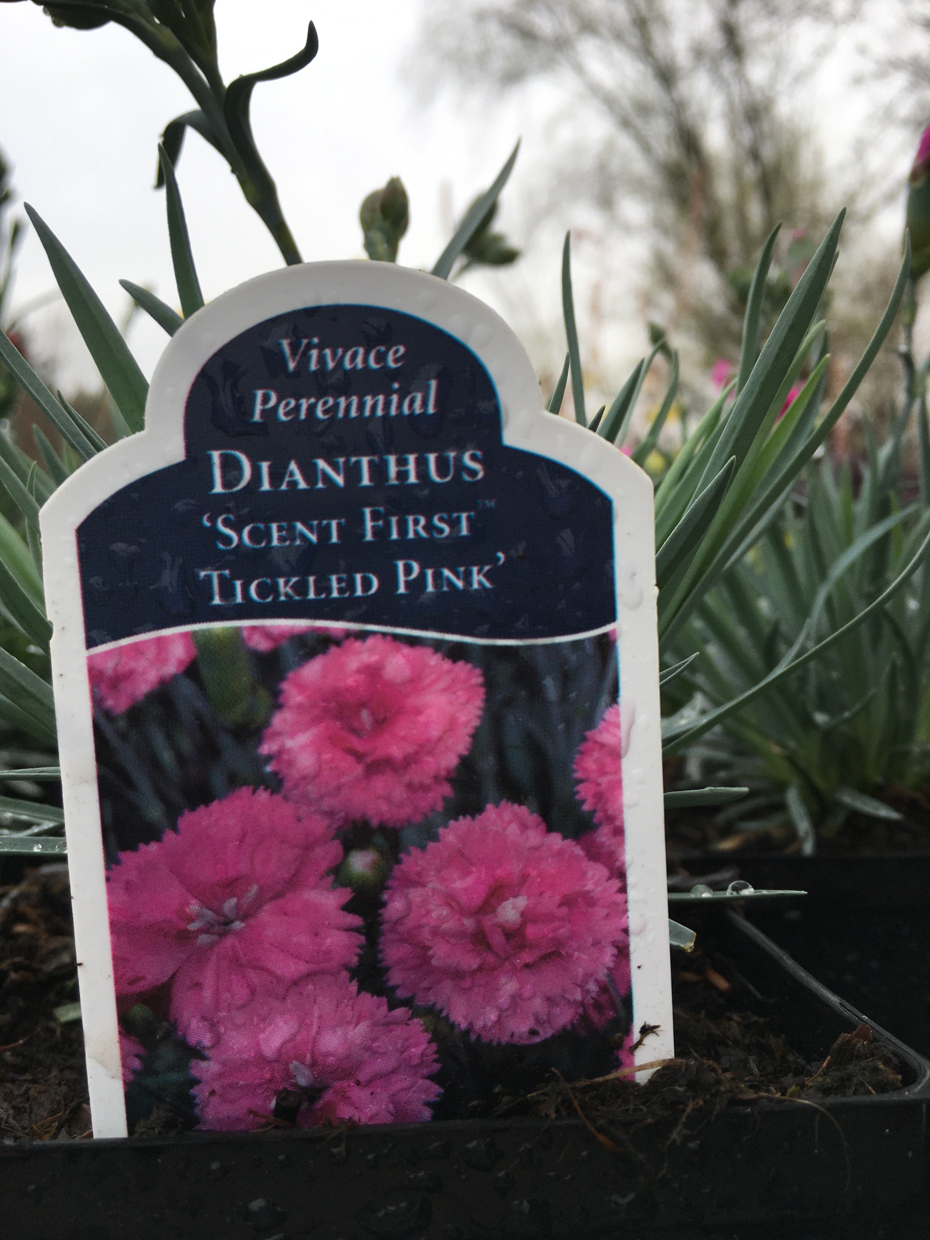 Dianthus - Scent First Tickled Pink (5 inch)