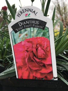 Dianthus - Scent First Passion (5 inch)