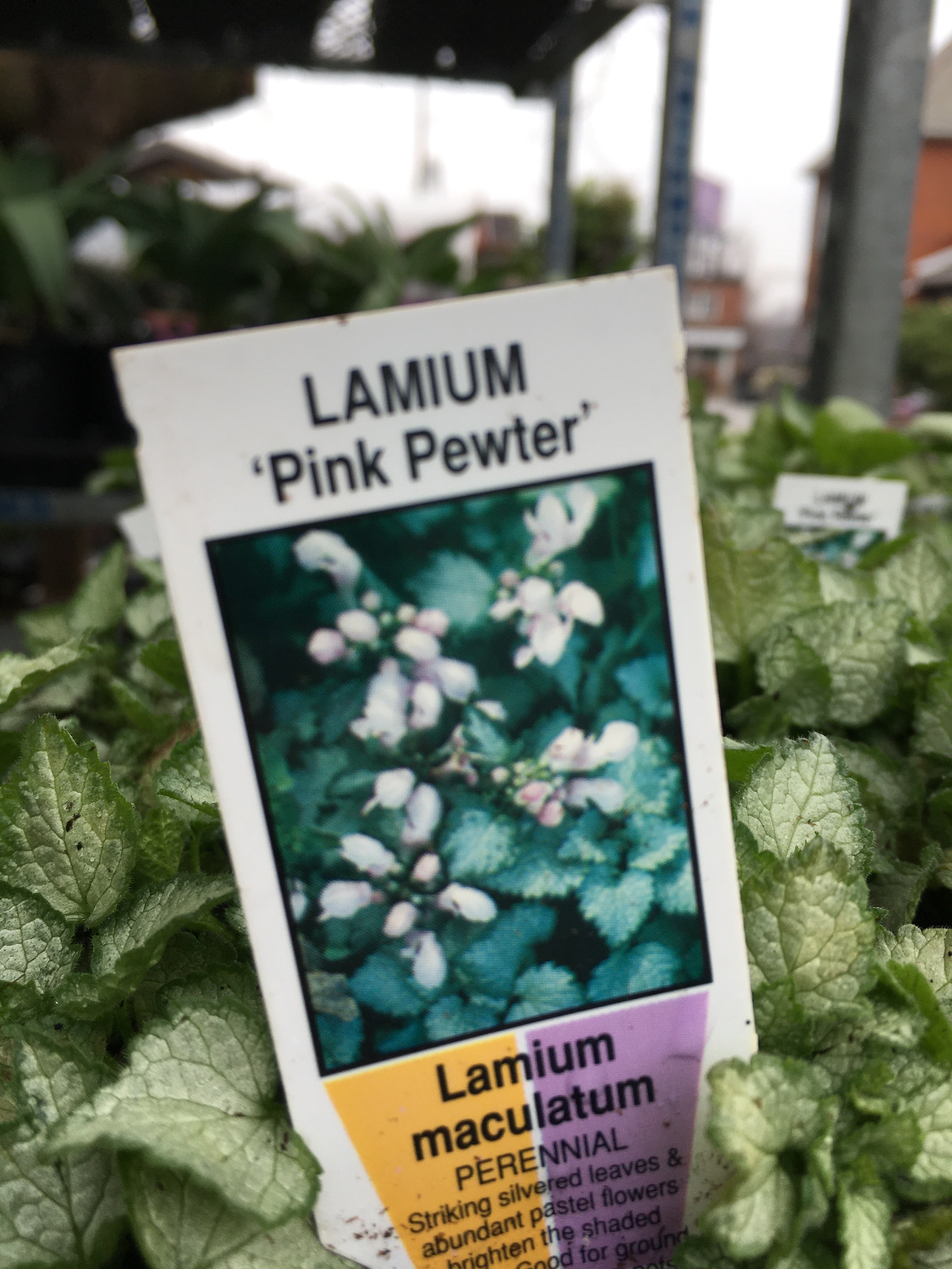 Lamium - Pink Pewter