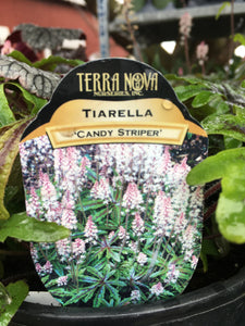 Tiarella - Candy Striper (1 Gallon)