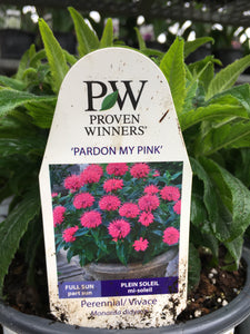 Bee Balm (PW) - Pardon My Pink (1 Gallon)