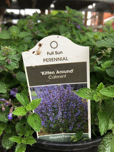 Catmint - Kitten Around (1 Gallon)