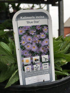 Kalimeris - Blue Star (1 Gallon)