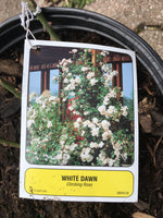 Load image into Gallery viewer, Climbing Roses
