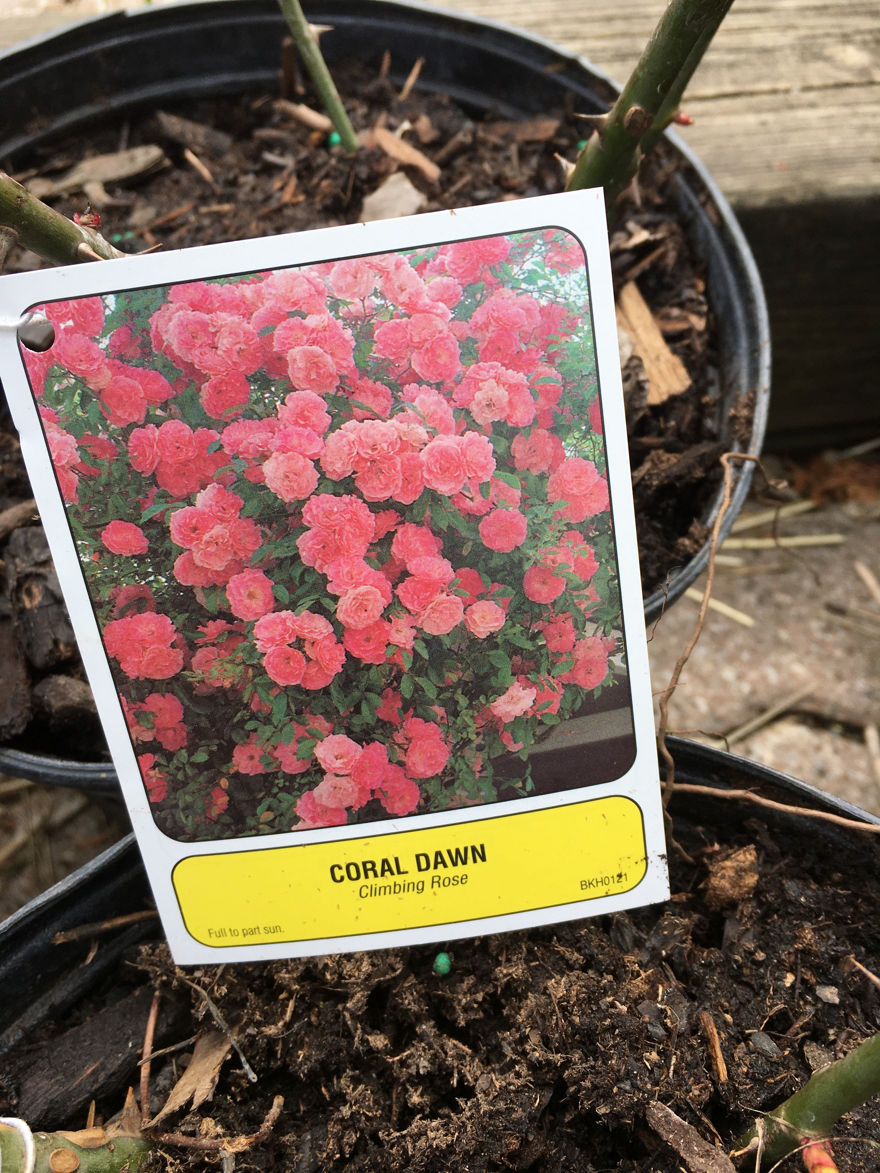 Climbing Roses