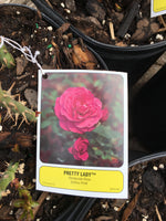 Load image into Gallery viewer, Rose Bushes
