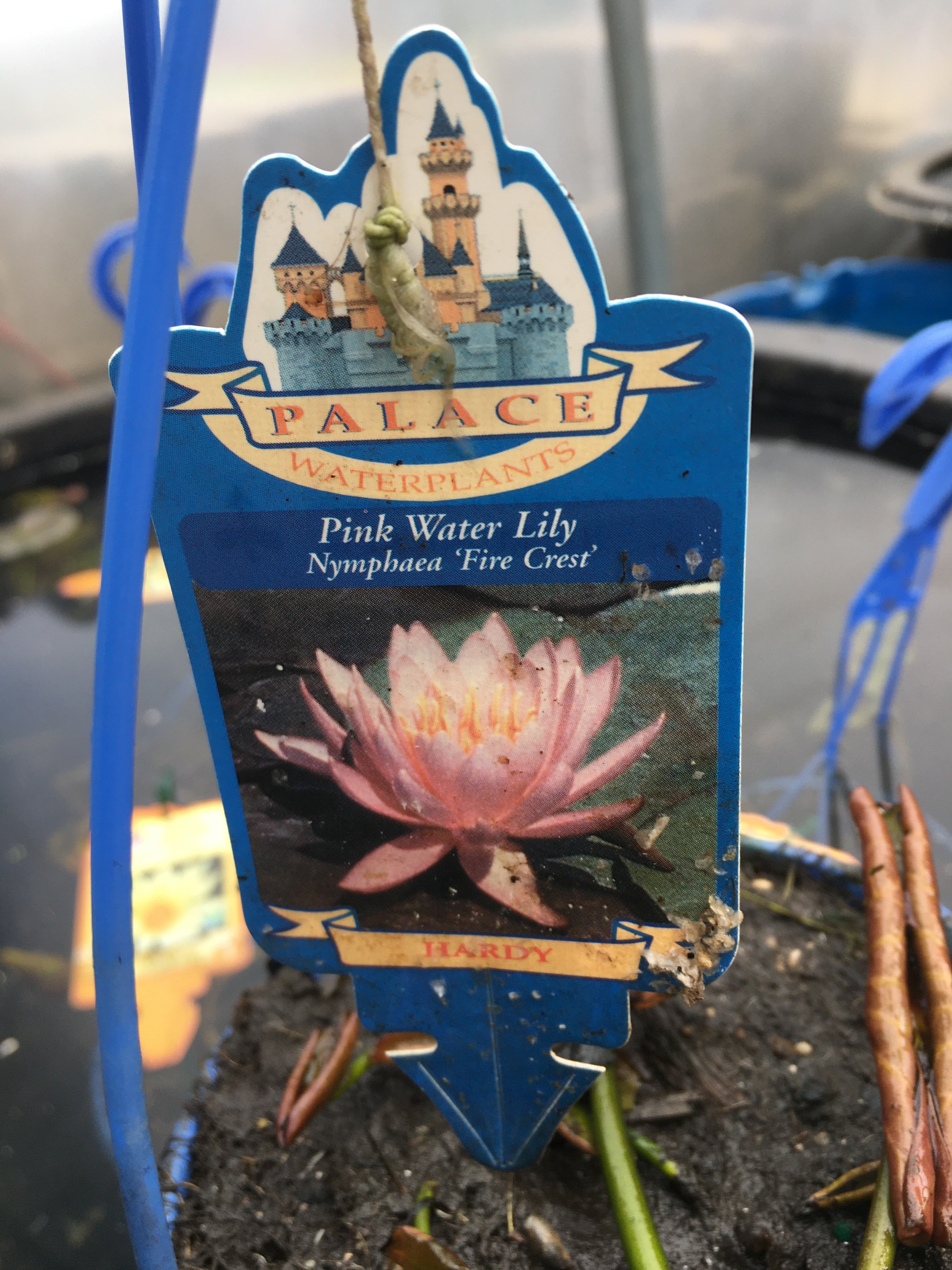 Waterlily (Hardy)