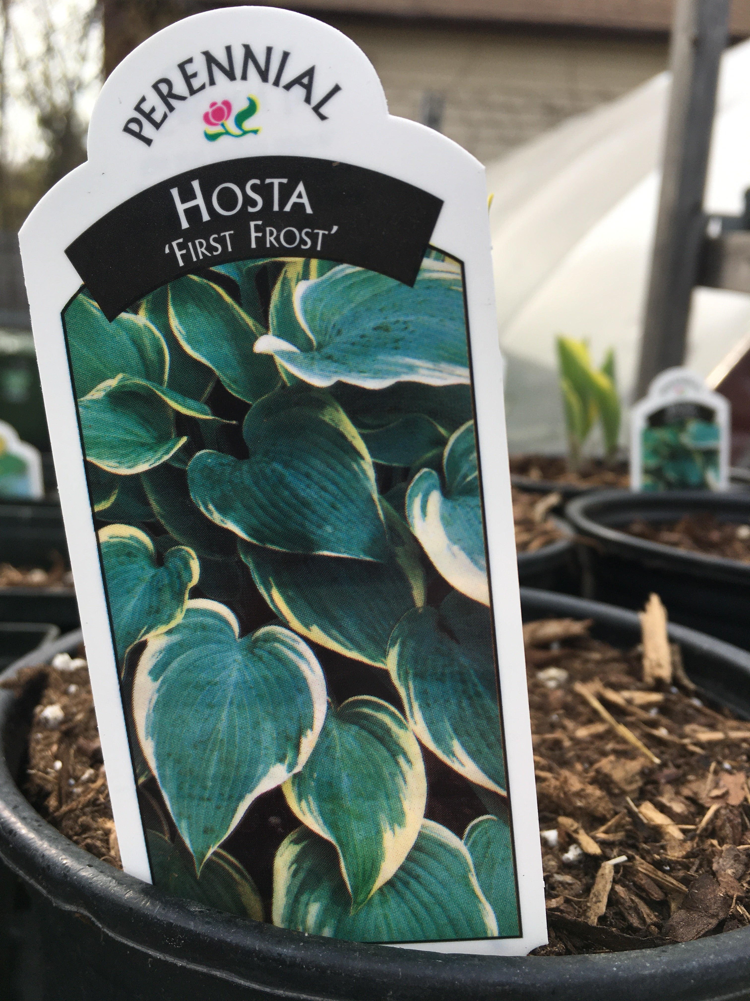 Hosta - First Frost (1 Gallon)