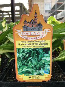 Hosta - Medio-Variegated (1 Gallon)