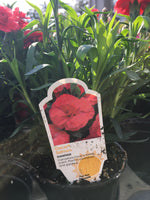 Load image into Gallery viewer, Dianthus (4 inch)
