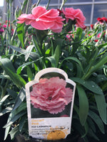 Load image into Gallery viewer, Dianthus (4 inch)
