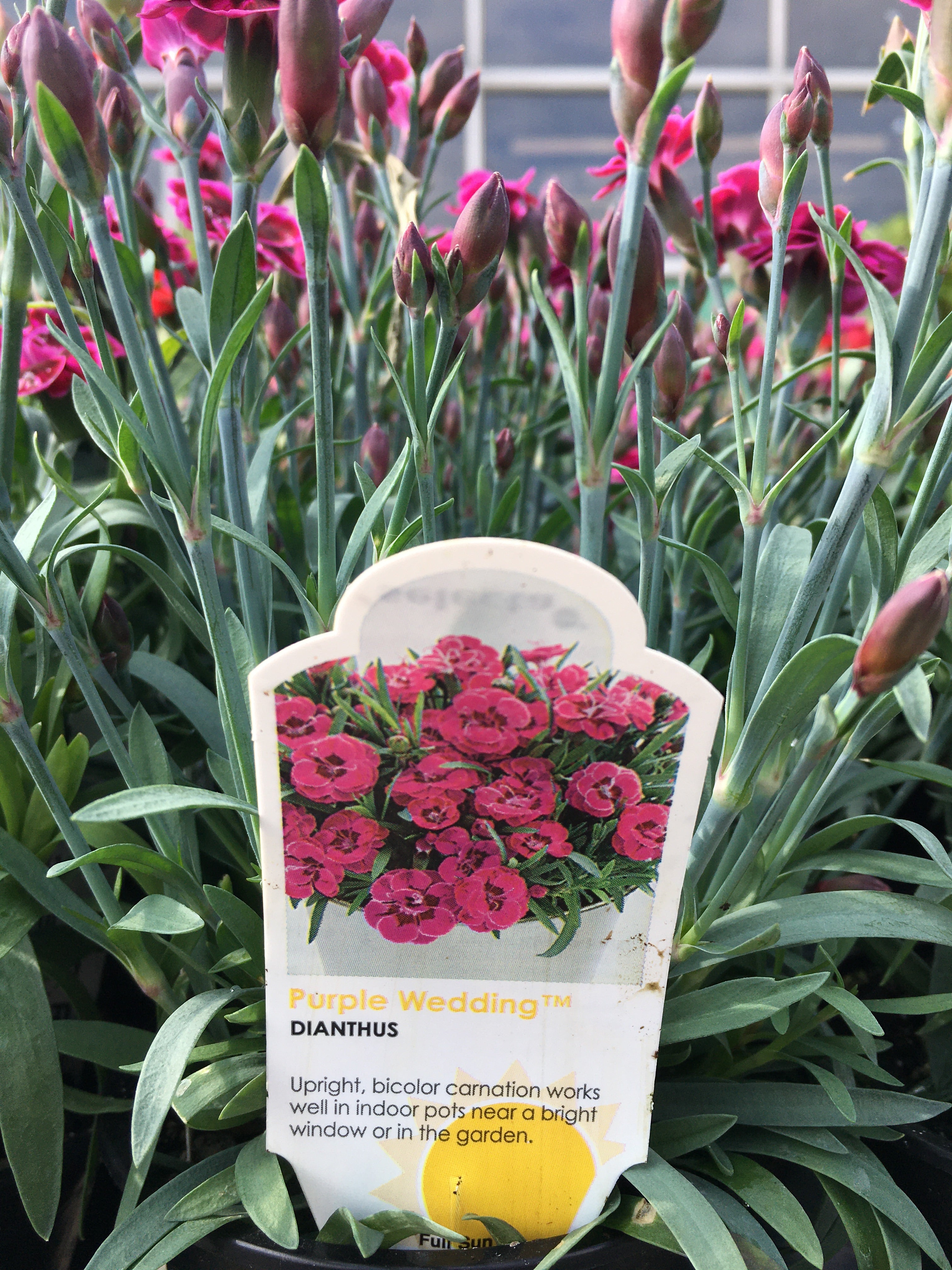 Dianthus (4 inch)