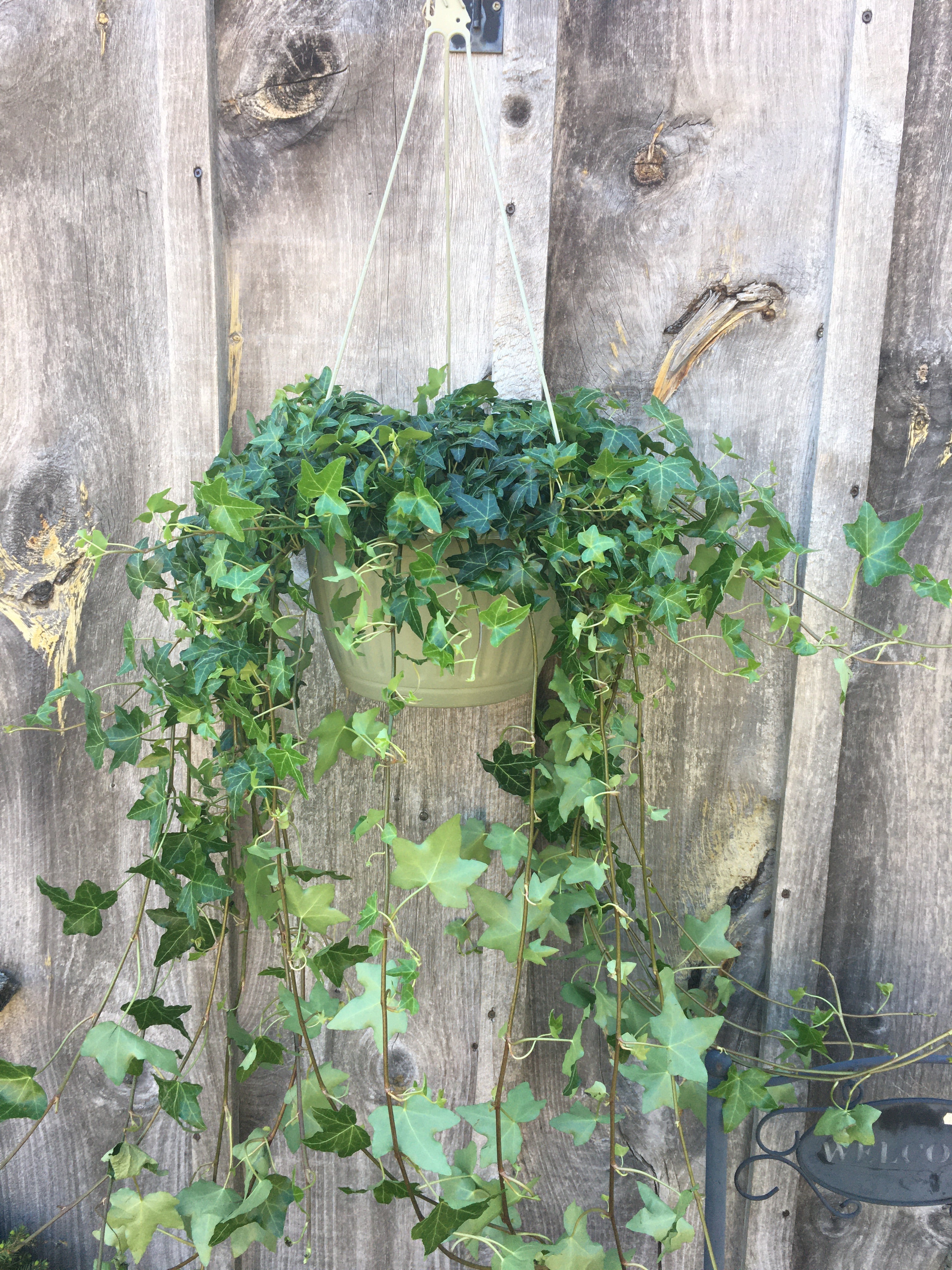 Perennial Ivy Hanging Basket