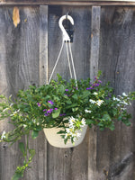 Load image into Gallery viewer, Scaevola Hanging Basket (Assorted Colours)
