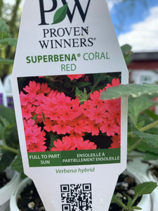 Superbena (Verbena) - Coral Red (PW)