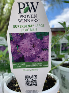 Superbena (Verbena) - Large Lilac Blue (PW)