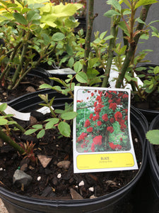 Climbing Roses