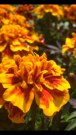 Load image into Gallery viewer, Marigolds - Cell Pack
