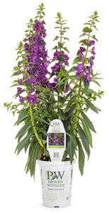 Angelonia (Angelface) - Super Blue (PW)