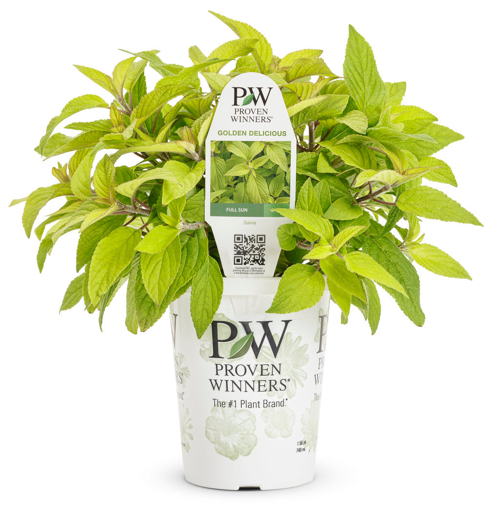 Salvia - Golden Delicious (PW)