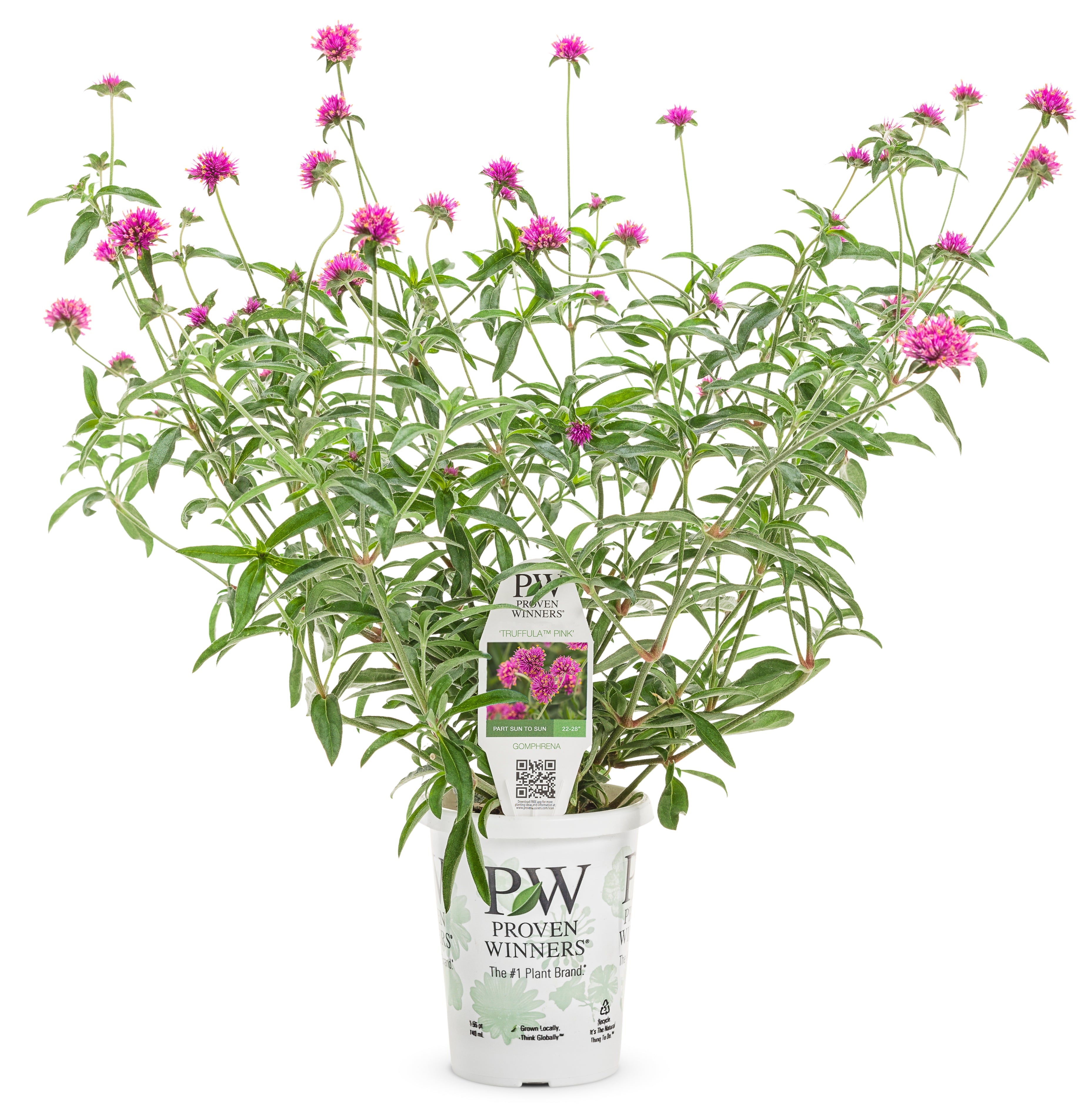 Gomphrena - Truffula Pink (PW)