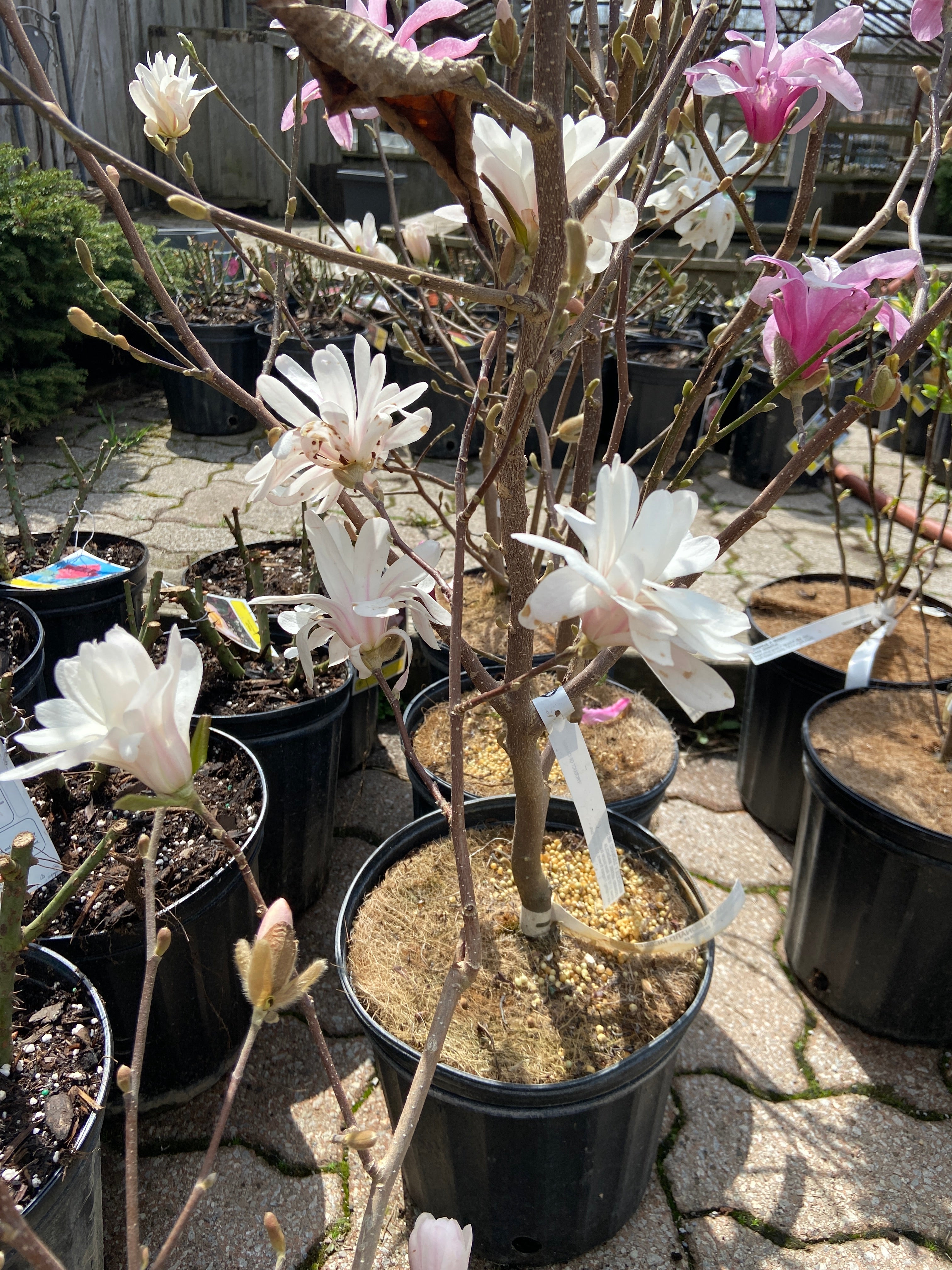 Magnolia - Royal Star (2 Gallon)