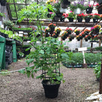 Load image into Gallery viewer, Patio Tomato (Cherry)
