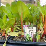 Load image into Gallery viewer, Swiss Chard - Single
