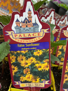 Heliopsis - False Sunflower (4 inch)