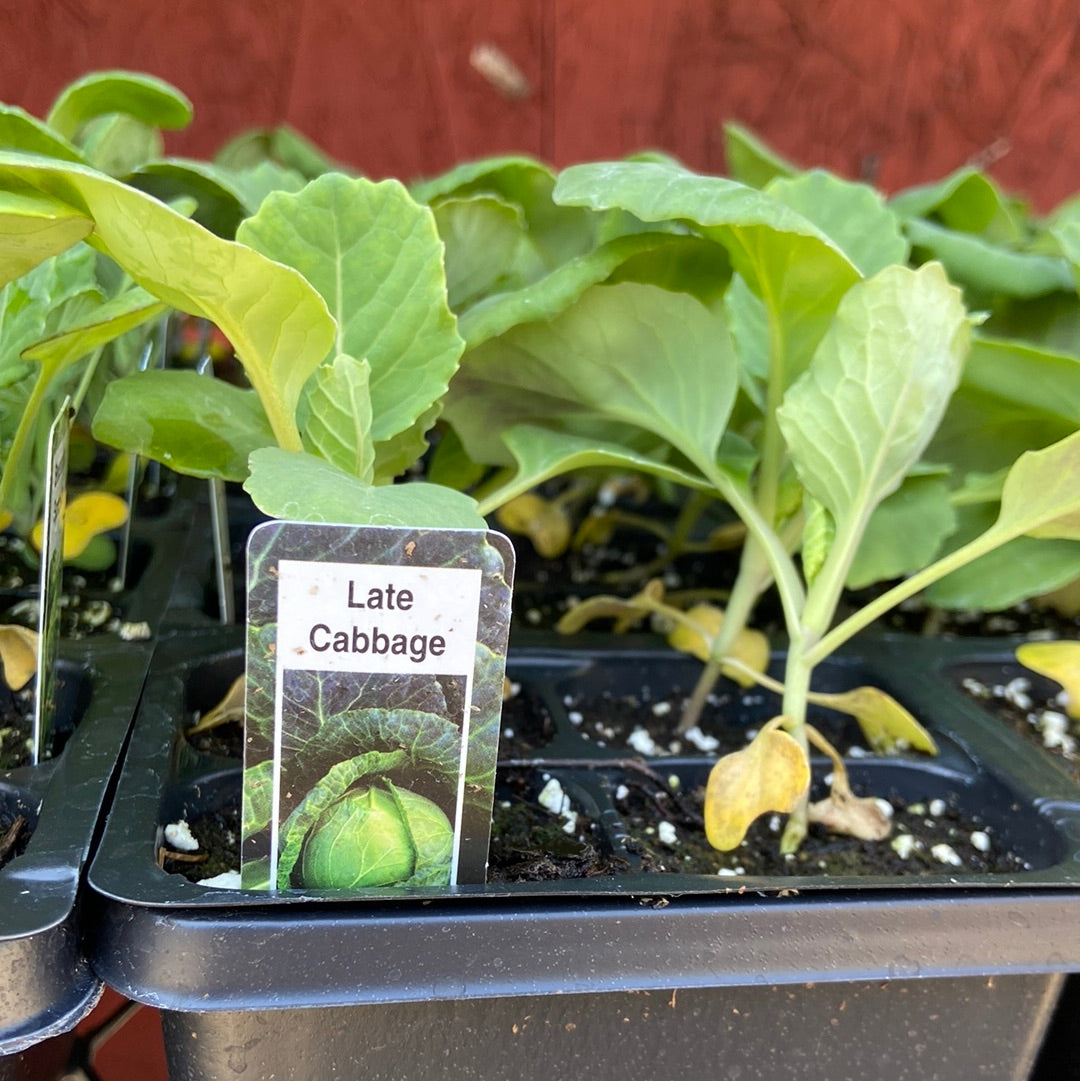 Cabbage Cell Late Cabbage - Cell Pack – Wear's Flowers and Garden Centre