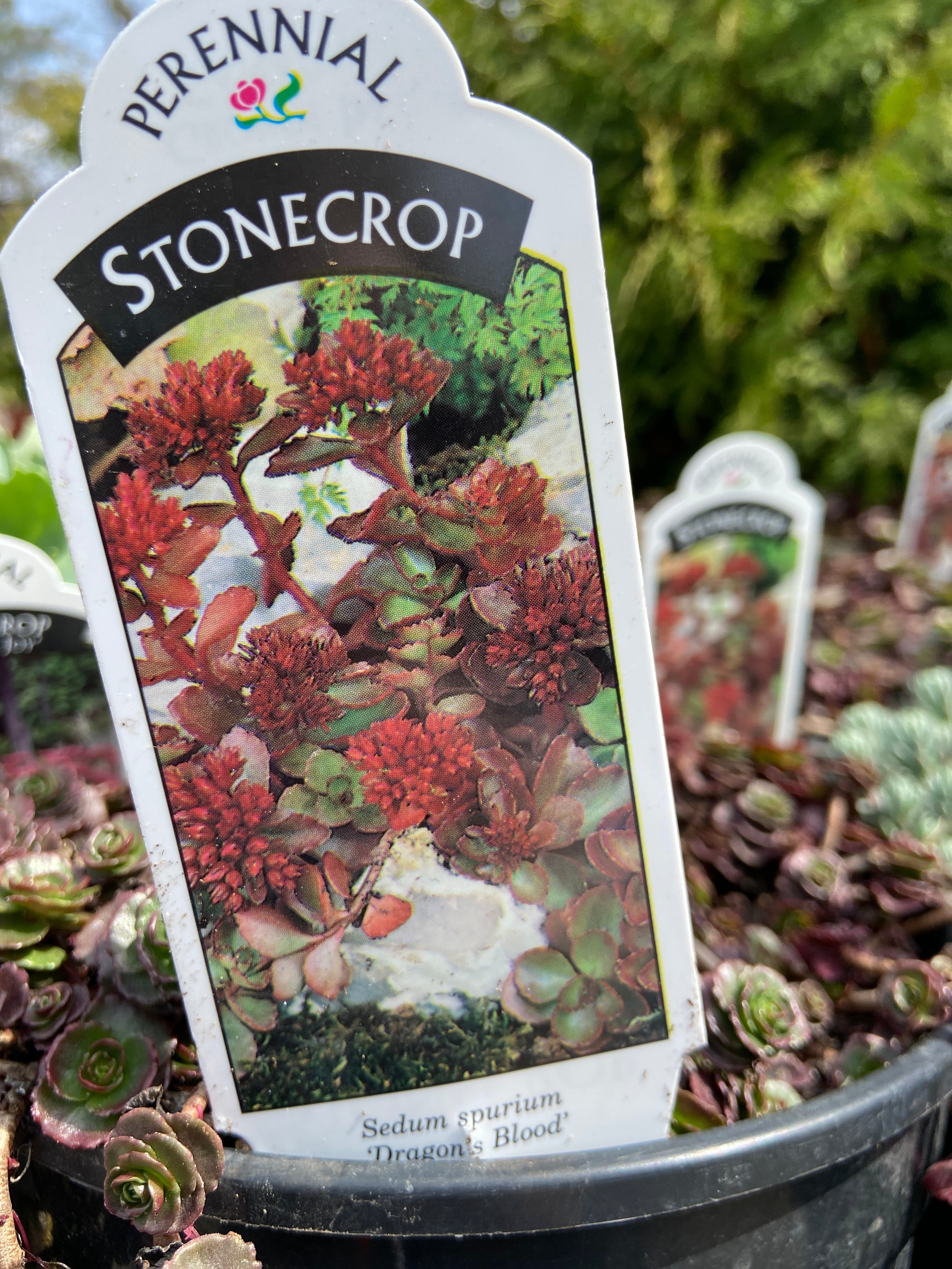Stonecrop - Dragon’s Blood (1 Gallon)