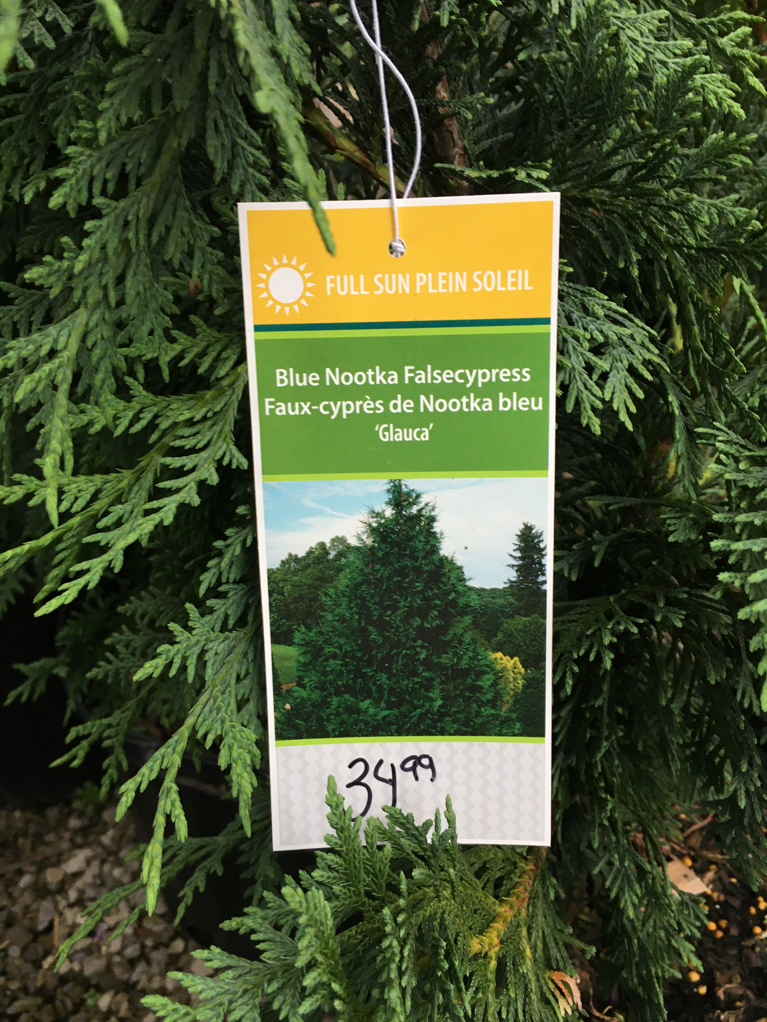 Blue Nootka False Cypress - Glauca