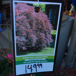 Load image into Gallery viewer, Japanese Maple - Crimson Queen (Cutleaf)
