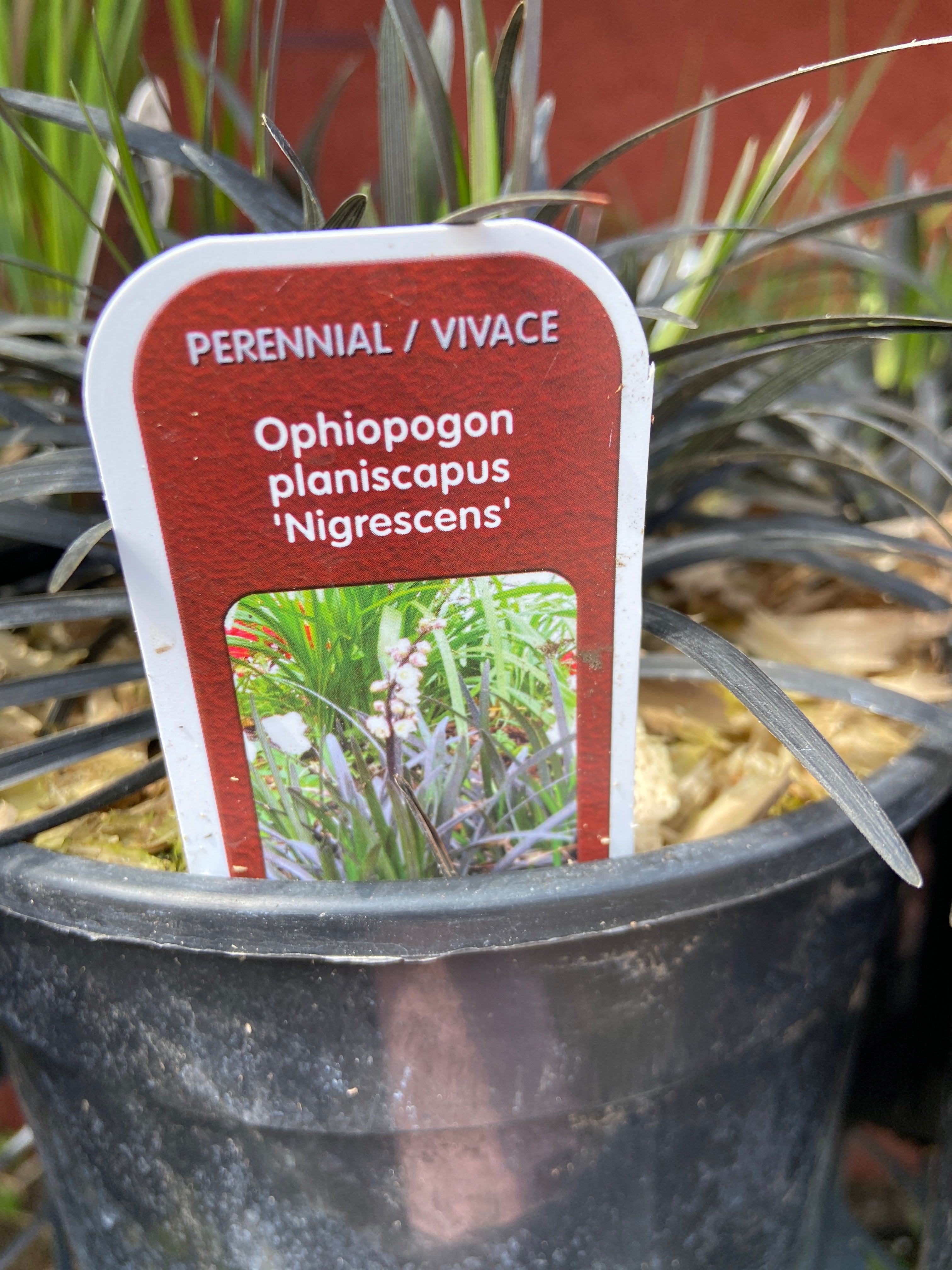 Ophiopogon planiscapus ‘Nigrescens’ (1 Gallon)