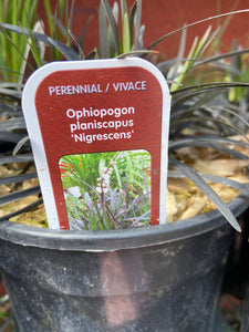 Ophiopogon planiscapus ‘Nigrescens’ (1 Gallon)